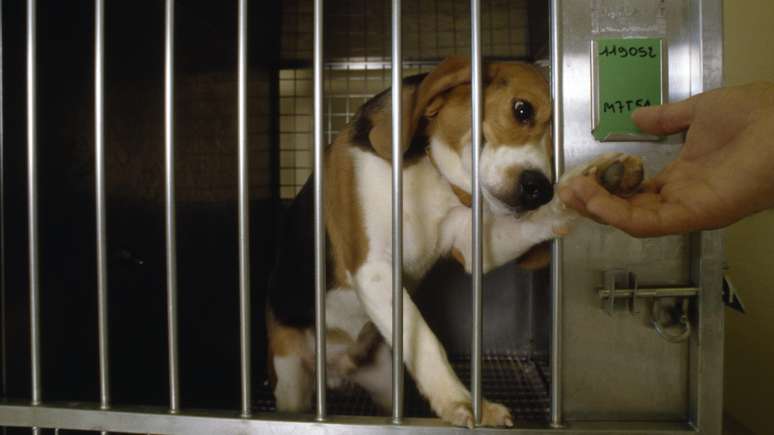 Empresa nos EUA que fornece cães para testes em laboratório é condenada a pagar mais de R$ 100 milhões por maus-tratos a animais