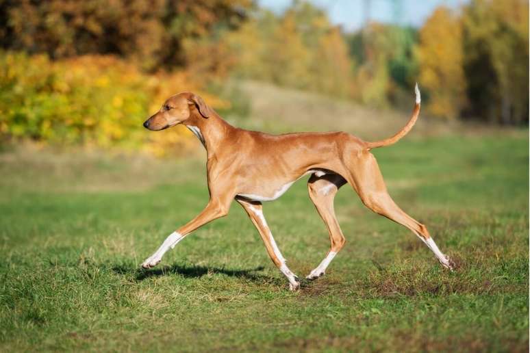 Azawakh é um cachorro magro e de aparência elegante 