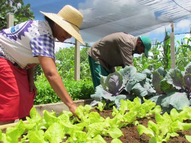 Centro de Educação Popular e Formação Social (Cepfs) ajuda comunidades do interior da Paraíba a construírem hortas orgânicas
