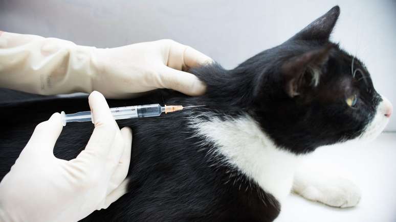 Manter a vacinação dos pets em dia reduz riscos de doenças