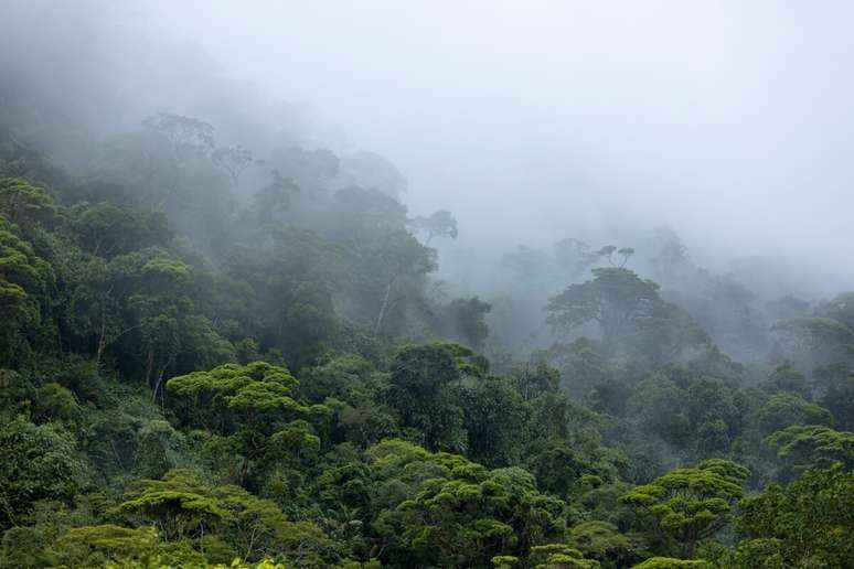 Amaz&ocirc;nia gera uma grande quantidade de vapor de &aacute;gua que influencia as precipita&ccedil;&otilde;es em v&aacute;rias partes da Am&eacute;rica do Sul 
