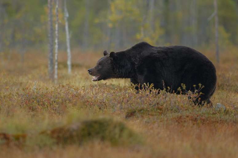 Urso negro