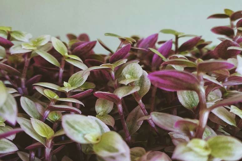 A planta dinheiro-em-penca tem folhas pequenas, que lembram moedinhas, em tons de verde e roxo