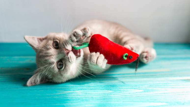 5 cat toys that cats love