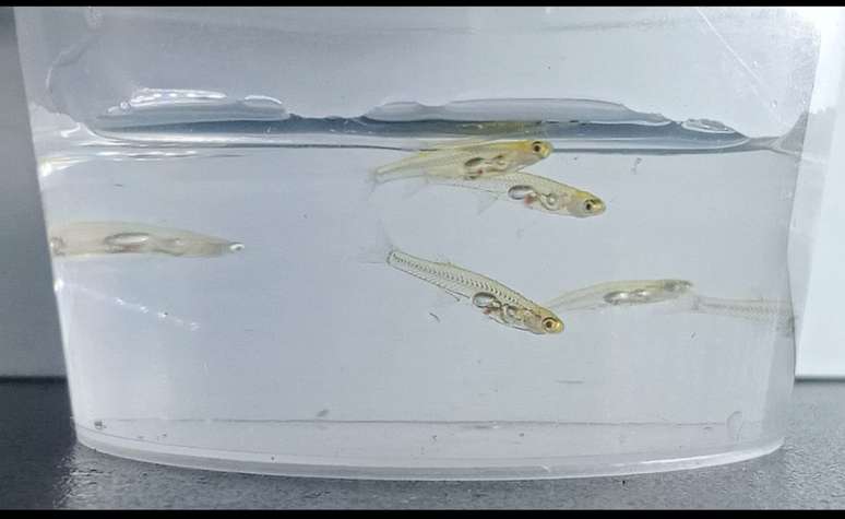 Cientistas descobriram que um peixe pequenino, que mede cerca de 12 mil&iacute;metros, produz sons de mais de 140 decib&eacute;is. Isso equivale ao barulho percebido por uma pessoa a 100m de dist&acirc;ncia de um avi&atilde;o na decolagem.O barulho do peixinho tamb&eacute;m &eacute; comparado ao de um tiro ou uma britadeira.