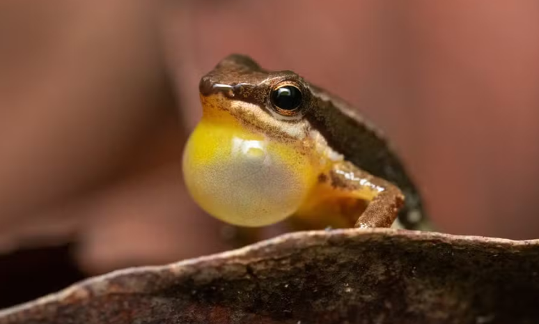 Ambientalistas que atuam no Cerrado brasileiro querem que o sapo foguetinho se torna uma espécie de símbolo da luta contra o desmatamento na região.