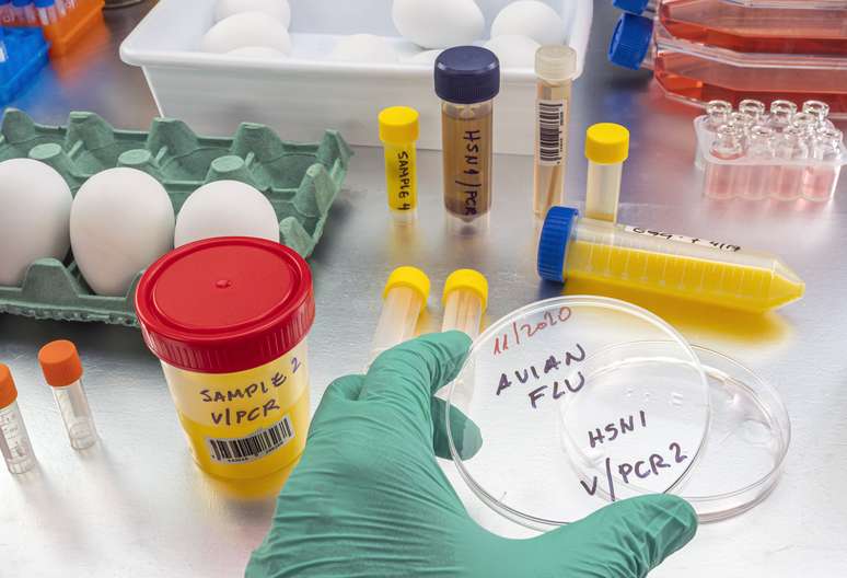 Testes de gripe aviária