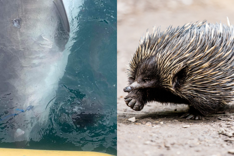 Tubarão-tigre é flagrado 'vomitando' equidna na costa da Austrália