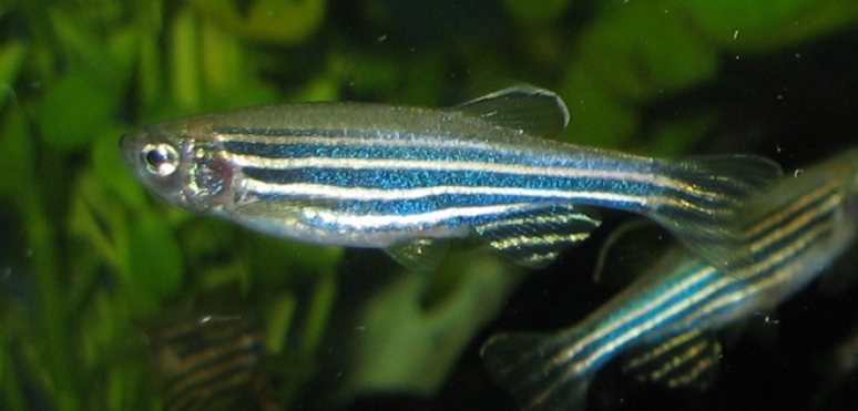 Peixes-zebra são ótimos exemplos de organismos modelo (Imagem: Reprodução/Azul)