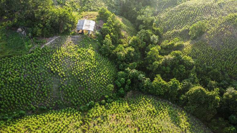 Honduras, Guatemala e Venezuela, que tradicionalmente não eram países produtores, viram surgir recentemente culturas de coca