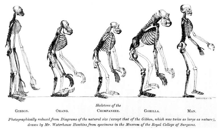 A marcha do progresso, a imagem mais popular sobre a evolução humana, está repleta de erros (Imagem: Benjamin Waterhouse Hawkins)