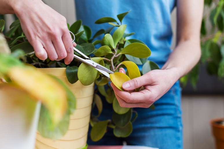 Inverno é a época ideal para podar as plantas 