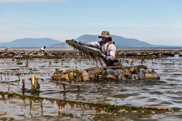 As ostras podem voltar a ser um alimento acessível?