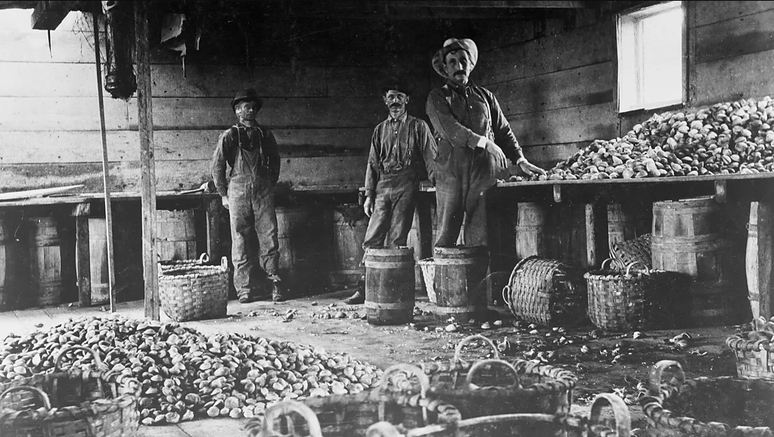 Em Nova York, ostras forneciam comida barata e impulsionavam negócios