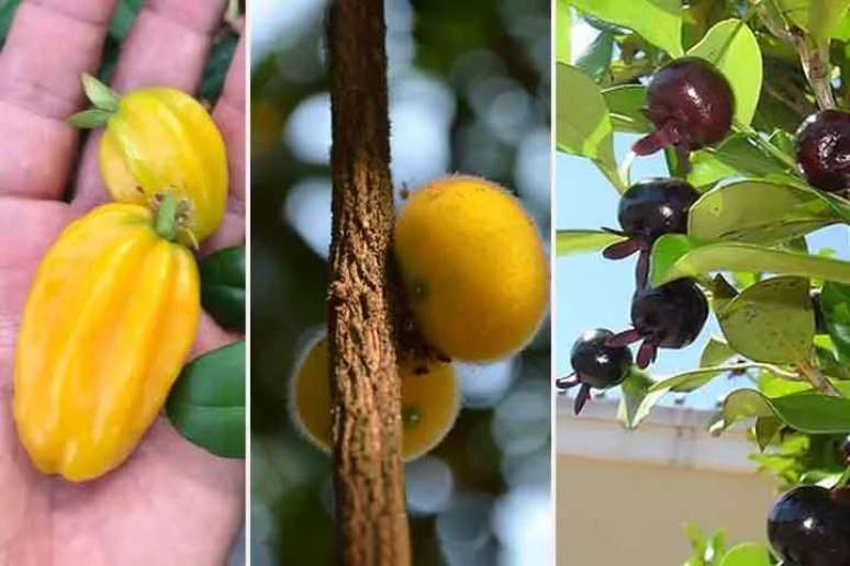 Nutritious and even fragrant: discover the typical fruits of the Atlantic Forest