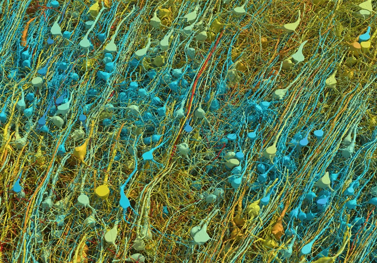 Os neurônios se comunicam através de sinapses — saber quanta informação cada uma carrega nos mostra o potencial do órgão (Imagem: Shapson-coe et al, 2024/Science)