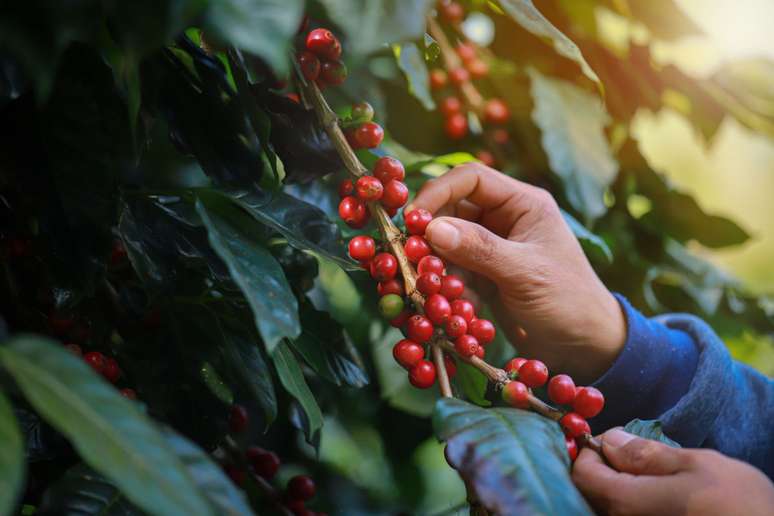 O café representava a principal riqueza do Brasil 