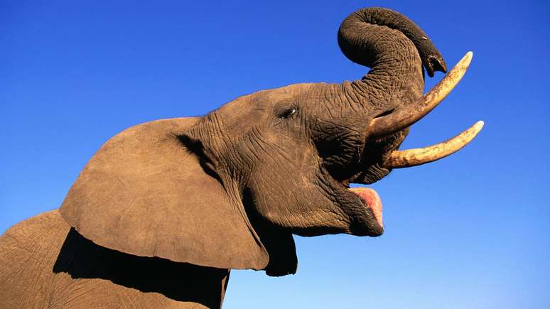Pesquisa sugere que elefantes têm capacidade só vista em humanos