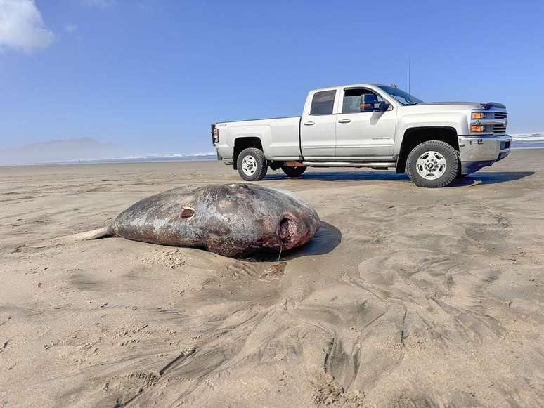 Peixe-lua apareceu em praia e chamou atenção por tamanho