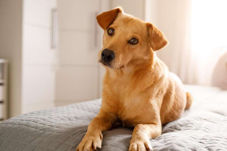 Imagem de cachorrinho vira-lata caramelo