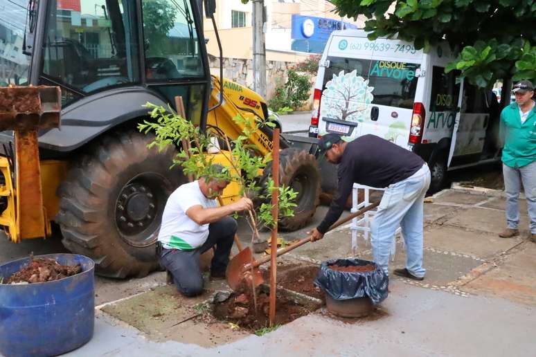 Disque-árvore em Goiânia é sucesso desde o lançamento