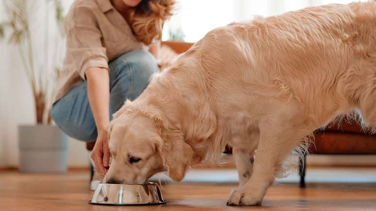 A inclusão de probióticos na alimentação ajuda a preservar a saúde intestinal dos pets