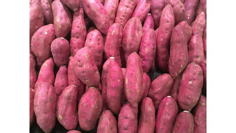 A batata-doce era cultivada e consumida pelos povos indígenas muito antes da chegada dos europeus