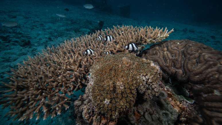 As altas temperaturas do mar, causadas pelas mudanças climáticas, prejudicam os corais