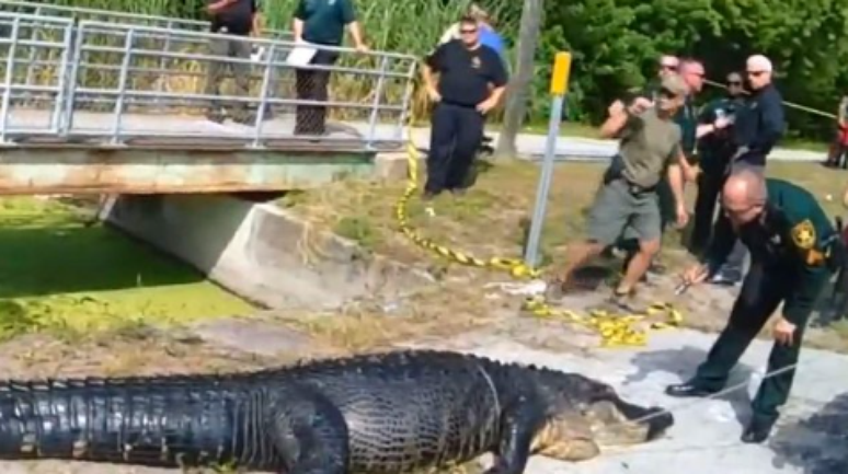 Crocodilo é morto para a retirada de restos mortais de sem teto de seu estômago