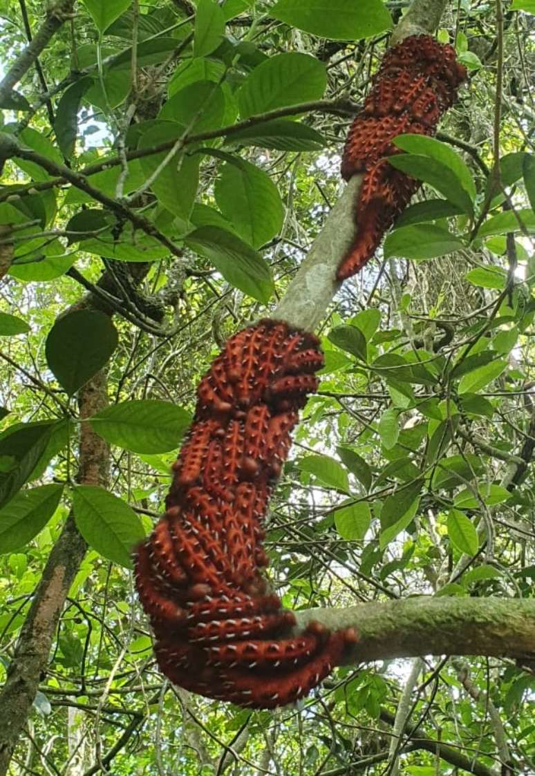 Lagartas da borboleta Morpho hercules foram avistadas pela primeira vez, em São Paulo, em 2023