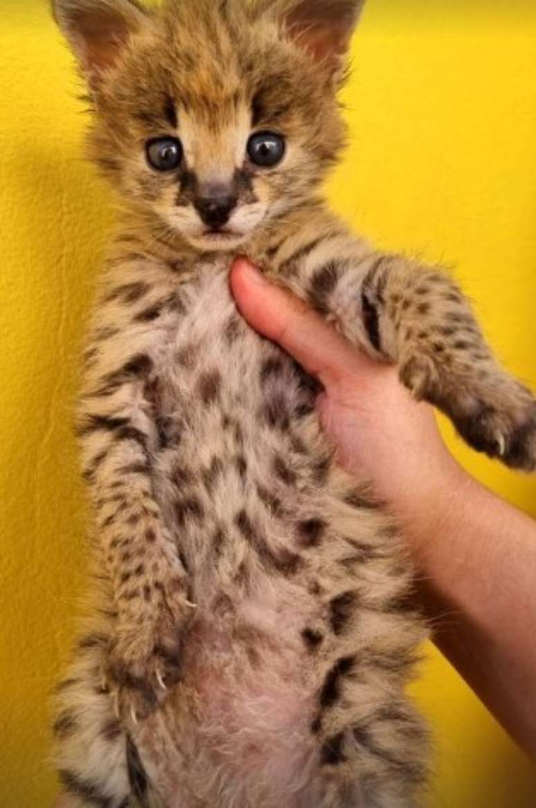 Cat Savannah that Orum presented his girlfriend Cat Savannah that Orum presented his girlfriend