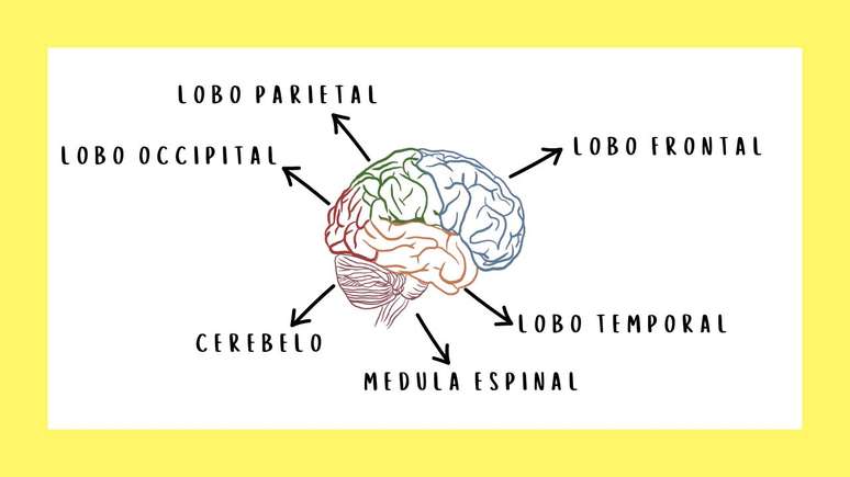 Flashcard, lado 2. Aqui fica a resposta à pergunta.