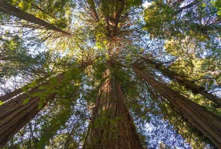 Sequoia Gigante — A espécie leva esse nome por alcançar uma estatura muito elevada.