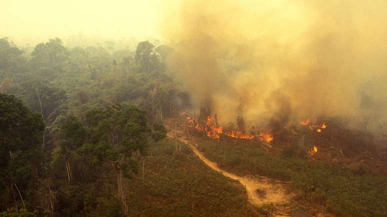 Queimadas na Amazônia se tornaram mais frequentes nos últimos 40 anos, representando um imenso impacto ambiental.