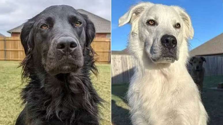 Buster tem vitiligo e, em um espaço de dois anos e meio, mudou de modo gradual a cor de seu pelo –