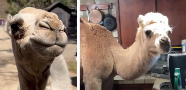 Albert é um camelo que foi resgatado em 2022, após não ser amamentado pela sua mãe; atualmente ele vive em uma fazenda familiar e santuário de animais na Califórnia, nos EUA. 