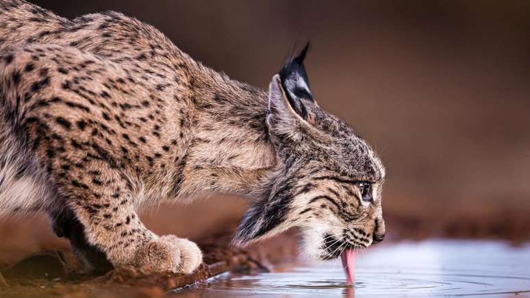 A população de linces ibéricos cresceu mais de 10 vezes em 19 anos, segundo levantamento