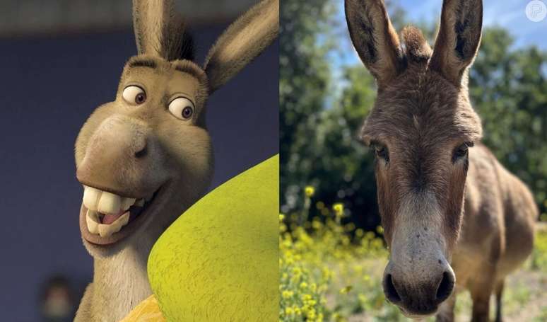 Burro Perry, que inspirou o personagem icônico e melhor amigo de Shrek, está mal de saúde.