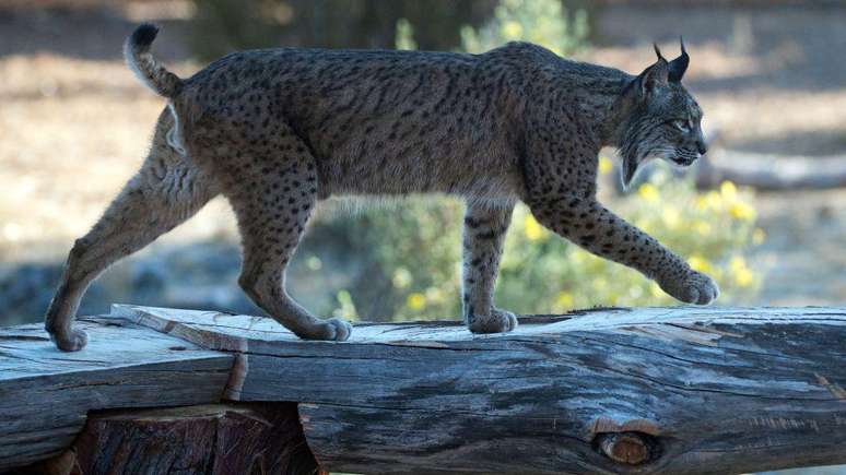 A área que o lince ibérico ocupa agora é muito maior, segundo a UICN, passando de 449 km², em 2005, para os 3.320 km² atuais