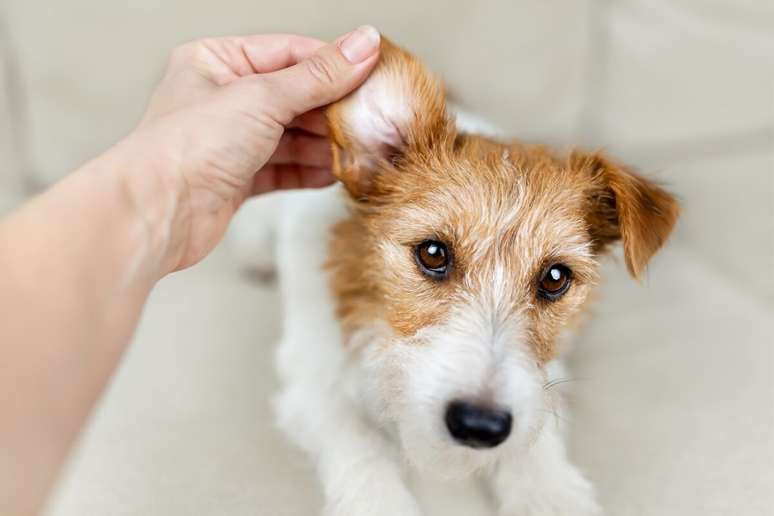 Massagear a orelha do cão após aplicar a solução para limpeza ajuda a soltar a cera e os detritos acumulados 