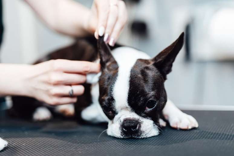 Limpar a orelha do cachorro regularmente ajuda a prevenir infecções