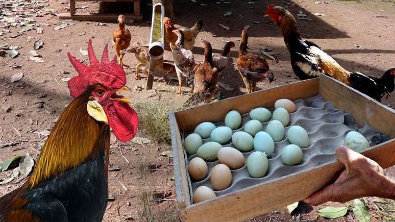 A dúzia de ovos da raça Índio Gigante pode custar até R$ 1 mil.