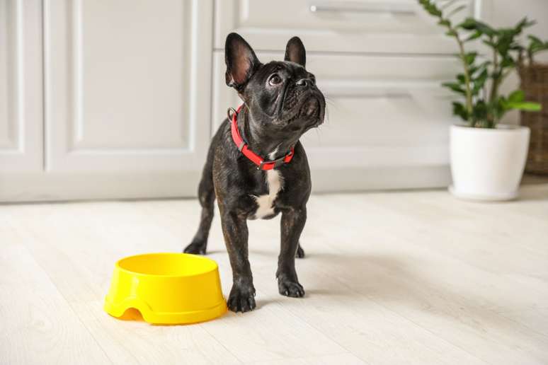 O boston terrier requer uma dieta equilibrada e controle de porções 