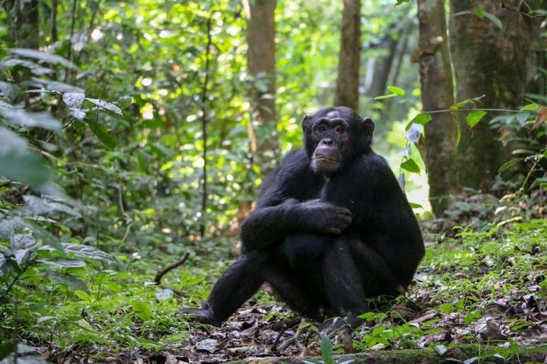 O foco do estudo eram chimpanzés que mostravam sinais de ferimentos ou doenças