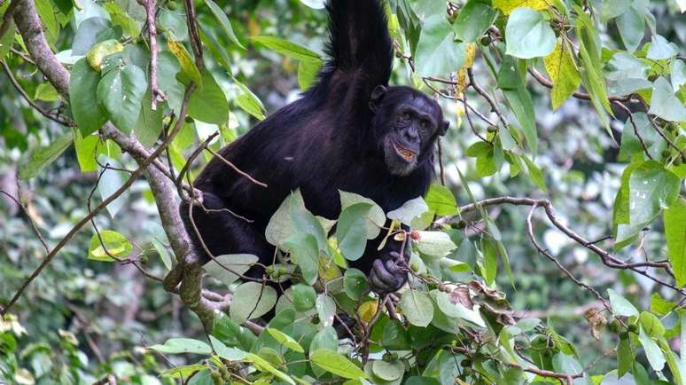 A equipe de pesquisadores observou os chimpanzés para descobrir o que os animais procuravam para comer