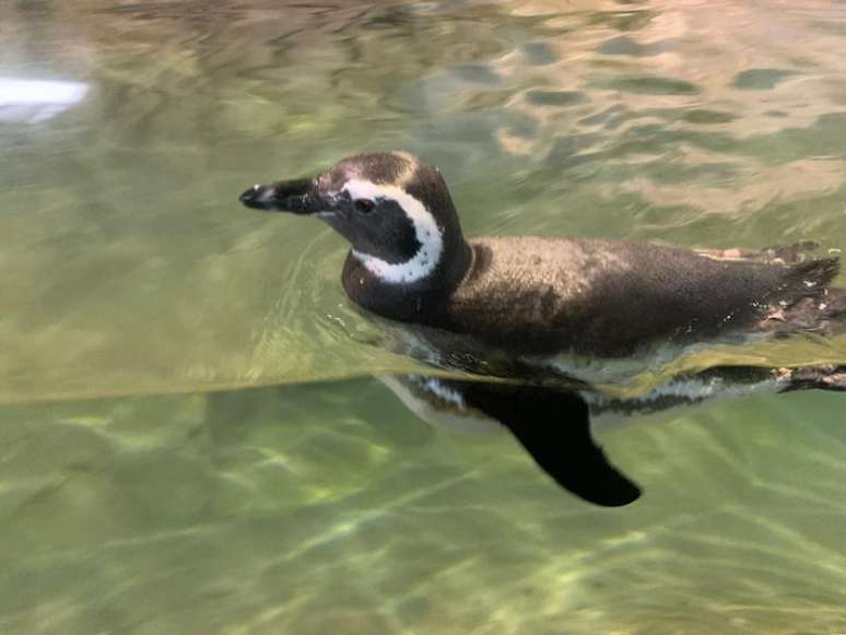 Pinguim-de-Magalhães recém-chegado nada em tanque no Zoológico de São Paulo