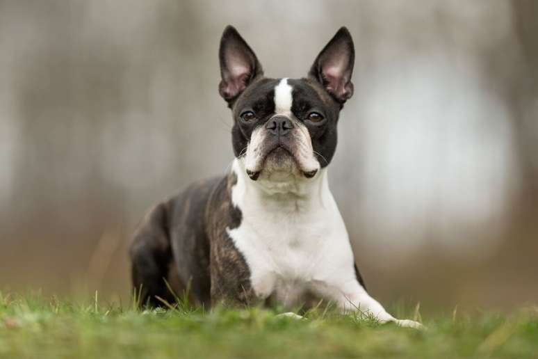 O cachorro boston terrier é amigável e companheiro