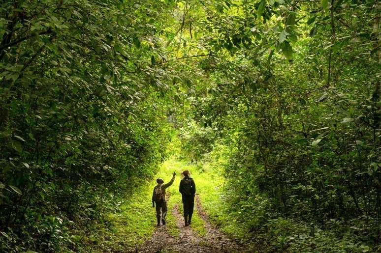 Os pesquisadores acreditam que o estudo pode revelar novas plantas medicinais existentes em várias florestas ameaçadas