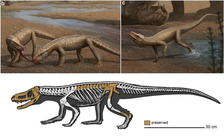 Parvosuchus aurelioi, réptil que vivia antes dos dinossauros no Brasil (Imagem: Rodrigo T. Müller, 2024/Scientific Reports)