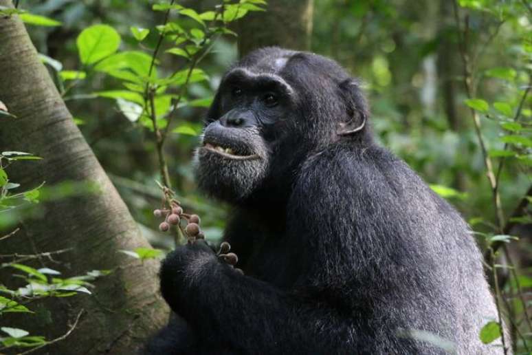 Chimpanzés usam plantas medicinais quando estão doentes